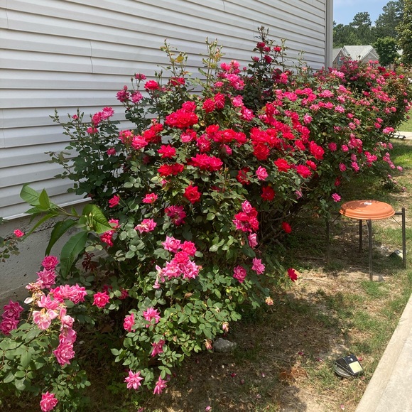 Meet your Posher, Sonia - Picture 1 of 1